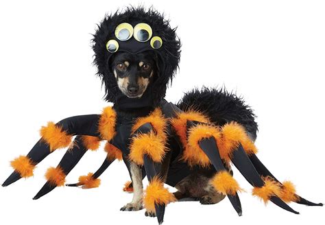 dog spider halloween outfit|dachshund spider costume.